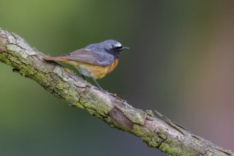 Common Redstart (Phoenicurus phoenicurus) male perched on a branch, Carinthia, Austria
