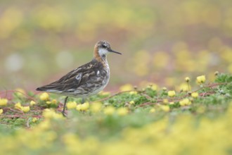Red-necked Phalarope (Phalaropus lobatus) in field, Iceland