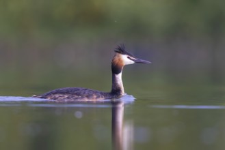 Great Crested Grebe (Podiceps cristatus), North Rhine-Westphalia, Germany