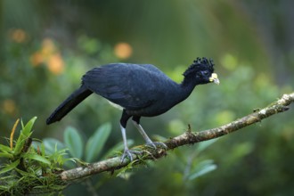 Bare-faced Curassow, Crax fasciolata, big black bird with yellow bill in the nature habitat, Costa