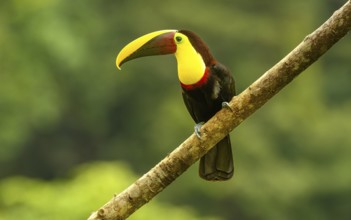 Swainson-Tukan oder Braunrückentukan (Ramphastos swainsonii)