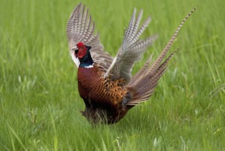 Common Pheasant (Phasianus colchicus) male, Lake Neusiedl, Austria