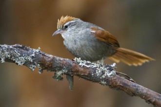 Baron's Spinetail (Cranioleuca baroni), Central Highlands, Peru