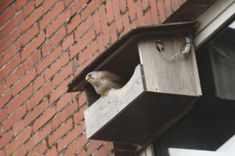 Common Kestrel (Falco tinnunculus), Lower Saxony, Germany