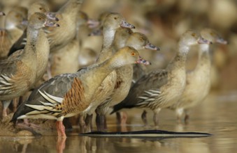 Plumed Whistling Duck (Dendrocygna eytoni), Australia