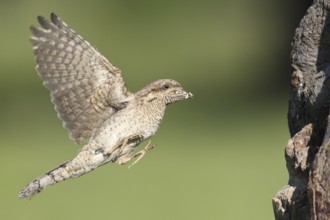 Eurasian Wryneck (Jynx torquilla) flying, Baden-Wuerttemberg, Germany