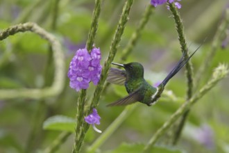 Green Thorntail (Discosura conversii), Costa Rica