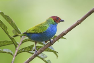 Bay-headed Tanager (Tangara gyrola), Costa Rica