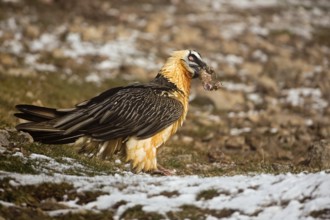 Bearded Vulture (Gypaetus barbatus), Catalonia, Spain