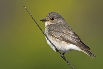 Spotted Flycatcher (Muscicapa striata), Greece