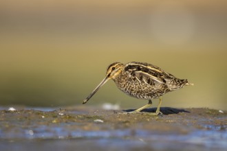 Common Snipe (Gallinago gallinago) foraging, North Rhine-Westphalia, Germany