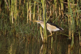 Little Bittern (Ixobrychus minutus) male, Greece