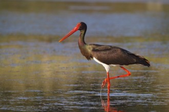 Black Stork (Ciconia nigra) foraging, Greece