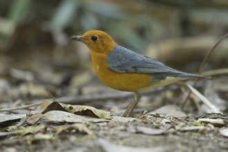 Orange-headed Thrush (Geokichla citrina), Khao Yai National Park, Thailand