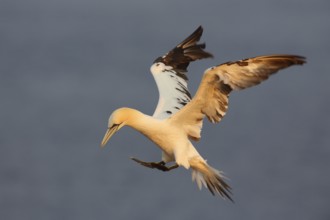 Northern Gannet (Morus bassanus) flying, Schleswig-Holstein, Germany