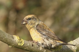 Red Crossbill (Loxia curvirostra) male, Schleswig-Holstein, Germany
