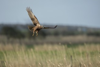 Western Marsh Harrier (Circus aeruginosus) female flying, Schleswig-Holstein, Germany
