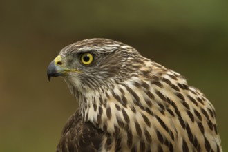 Northern Goshawk (Accipiter gentilis) juvenile, Utrecht, Netherlands