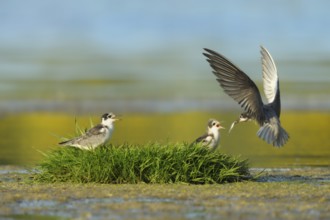 Black Tern (Chlidonias niger) juvenile, Netherlands
