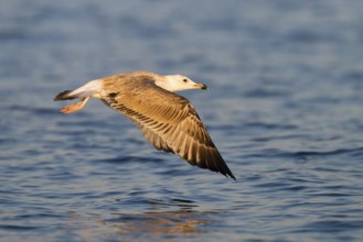 Caspian Gull (Larus cachinnans) flying, Baden-Wuerttemberg, Germany