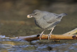 American Dipper (Cinclus mexicanus), British Columbia, Canada