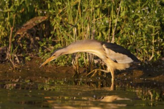 Little Bittern (Ixobrychus minutus) male foraging, Greece