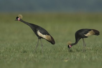 Black Crowned Crane (Balearica pavonina) foraging, Lake, Awasa, Ethiopia