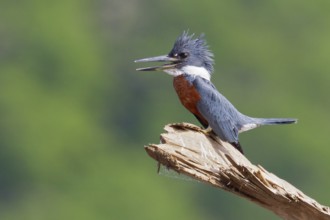 Ringed Kingfisher (Ceryle torquata) perched on a branch in Costa Rica, Central America
