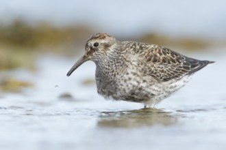 Purple Sandpiper (Calidris maritima), Myvatn, Iceland