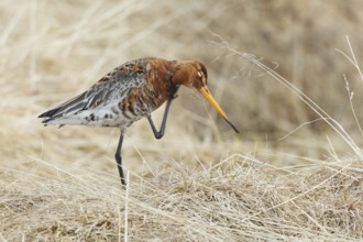 Black-tailed Godwit (Limosa limosa), Myvatn, Iceland