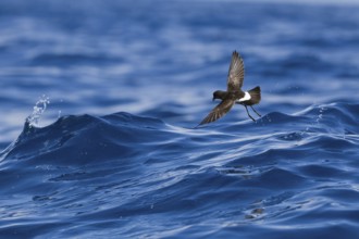 New Zealand storm petrel (Fregetta maoriana) in flight