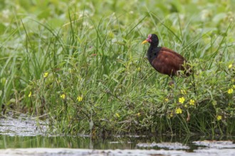 Wattled Jacana (Jacana jacana) in a lake in Manu National Park, Peru