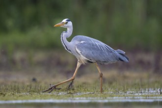 Grey Heron (Ardea cinerea), North Rhine-Westphalia, Germany