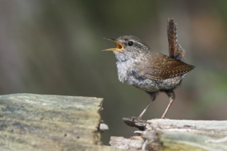 Winter Wren (Troglodytes hiemalis) perched on a branch in southern Ontario, Canada