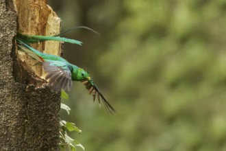 Resplendent Quetzal (Pharomachrus mocinno) perched on a branch in Costa Rica