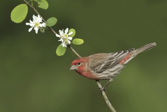 House Finch (Haemorhous mexicanus) male, British Columbia, Canada