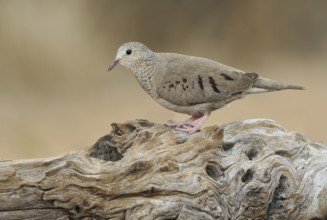 Common Ground Dove (Columbina passerina), Arizona, USA