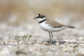Little Ringed Plover (Charadrius dubius), Saxony-Anhalt, Germany