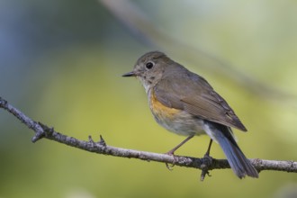 Orange-flanked Bluetail - Blauschwanz - Tarsiger cyanurus, Kazakhstan, female