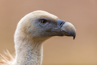 Gänsegeier, Eurasian Griffon Vulture, Griffon Vulture, Eurasian Griffon, Gyps fulvus, Vautour