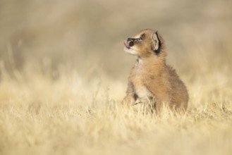 Caracal (Caracal caracal) cub, Castile-La Mancha, Spain