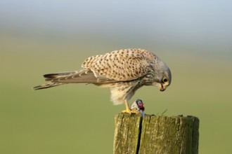 Torenvalk heeft een muis gevangen; Common Kestrel eating a mouse;