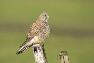 Torenvalk; Common Kestrel; Falco tinnunculus;