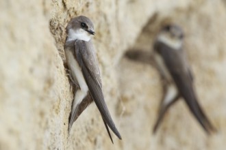 Sand Martin (Riparia riparia), North Rhine-Westphalia, Germany