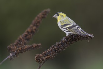 Eurasian Siskin - Erlenzeisig - Carduelis spinus, 1st cy male, Germany