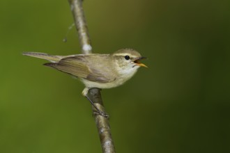 Greenish Warbler - Grünlaubsänger - Phylloscopus trochiloides