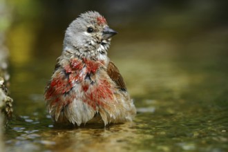Common Linnet (Linaria cannabina) male bathing in little stream, Mecklenburg-Western Pomerania,