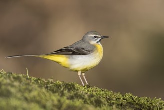 Grey Wagtail - Gebirgsstelze - Motacilla cinerea ssp. cinerea, Germany