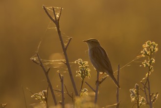Aquatic Warbler - Seggenrohrsänger - Acrocephalus paludicola, Poland