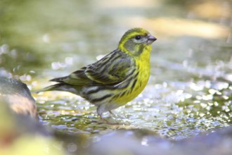European Serin (Serinus serinus) male at little stream, Mecklenburg-Western Pomerania, Germany